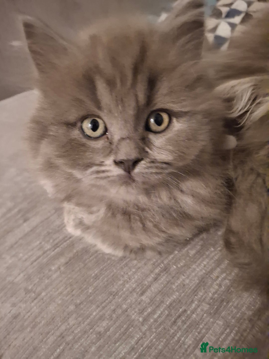British Longhair cats for sale: 5 x beautiful BLH kittens for sale - Advert 19