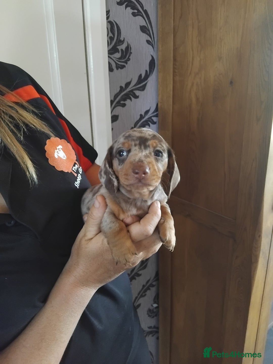 Miniature Dachshund dogs for sale: Miniature dashchund  - Image 2