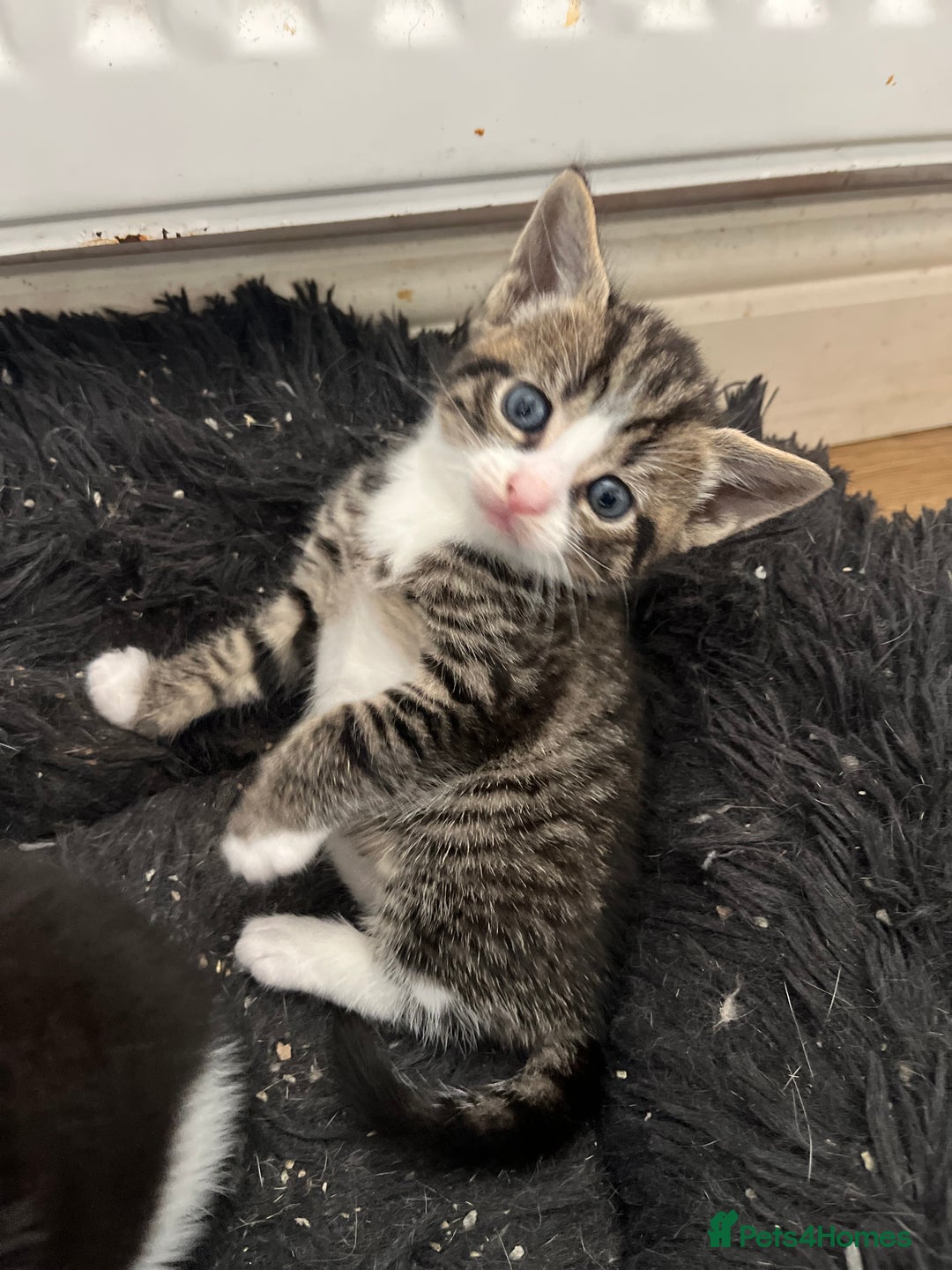 Mixed Breed cats for sale: 2 adorable male kittens for sale 🩵 - Image 4