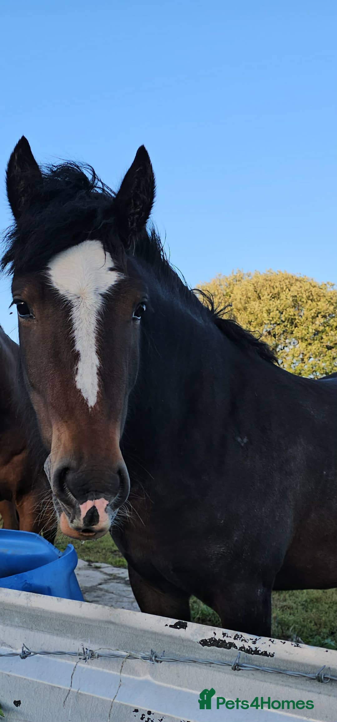 Welsh Section D horses for sale: Apollo, 3 year old gelding - Advert 15