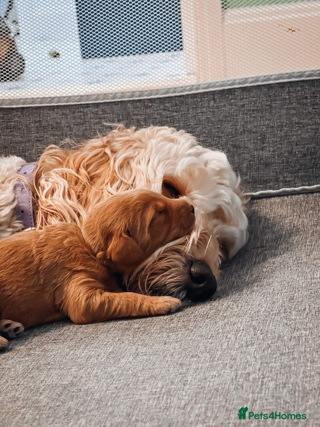 Labradoodle dogs for sale: F2B Labradoodle Puppies – Red & Apricot - Advert 6