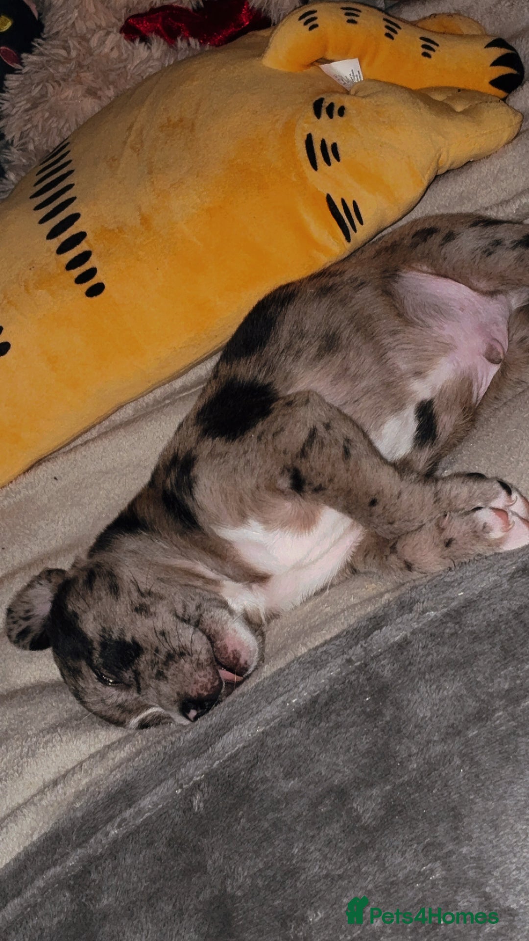 Mixed Breed dogs for sale: Bullypit/labrador pups for sale  - Advert 9