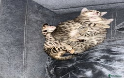 Bengal cats for sale: 🐾 Kittens Looking for a Loving Home! 🐾 - Image 5