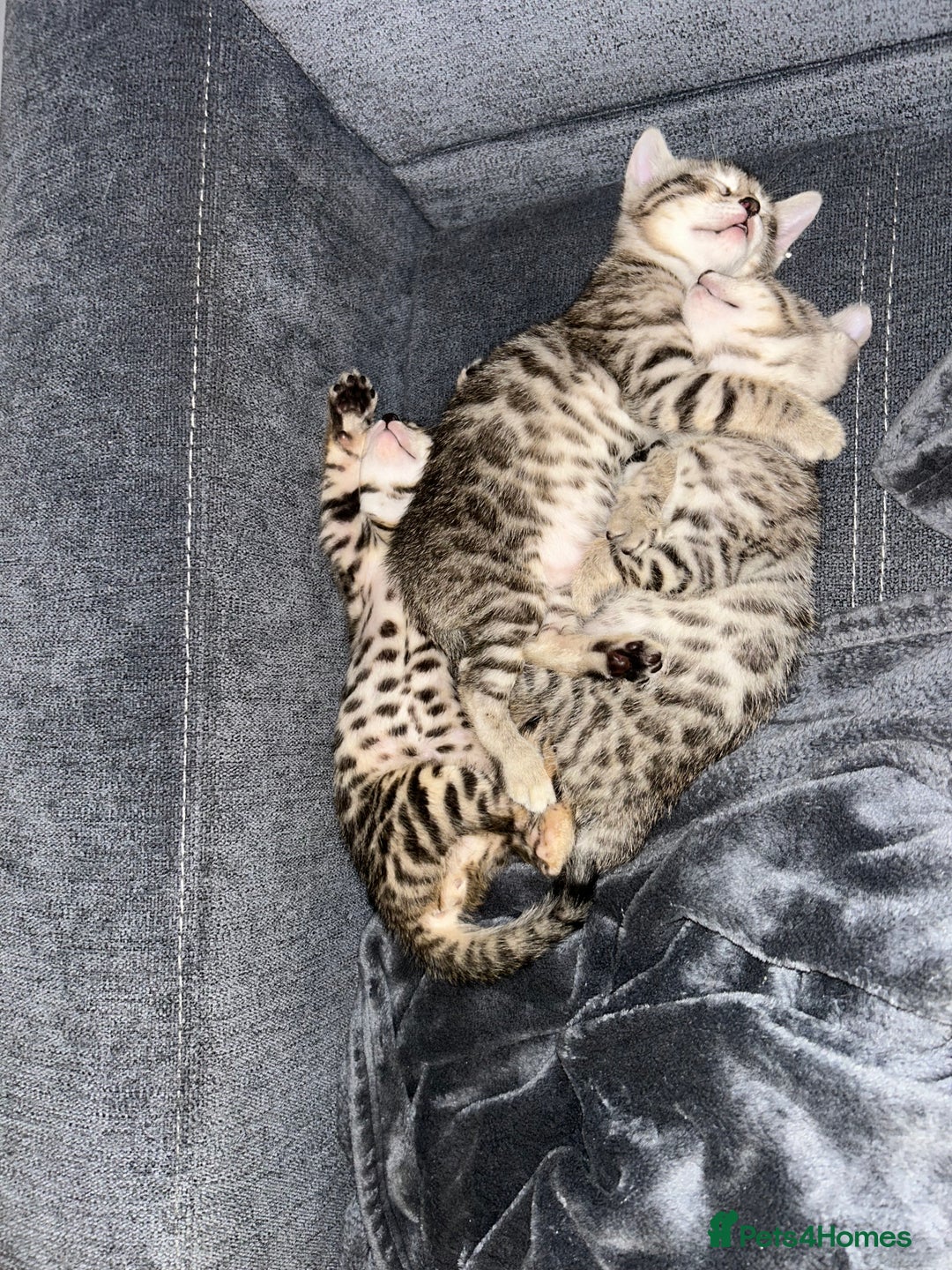 Bengal cats for sale: 🐾 Kittens Looking for a Loving Home! 🐾 - Image 5