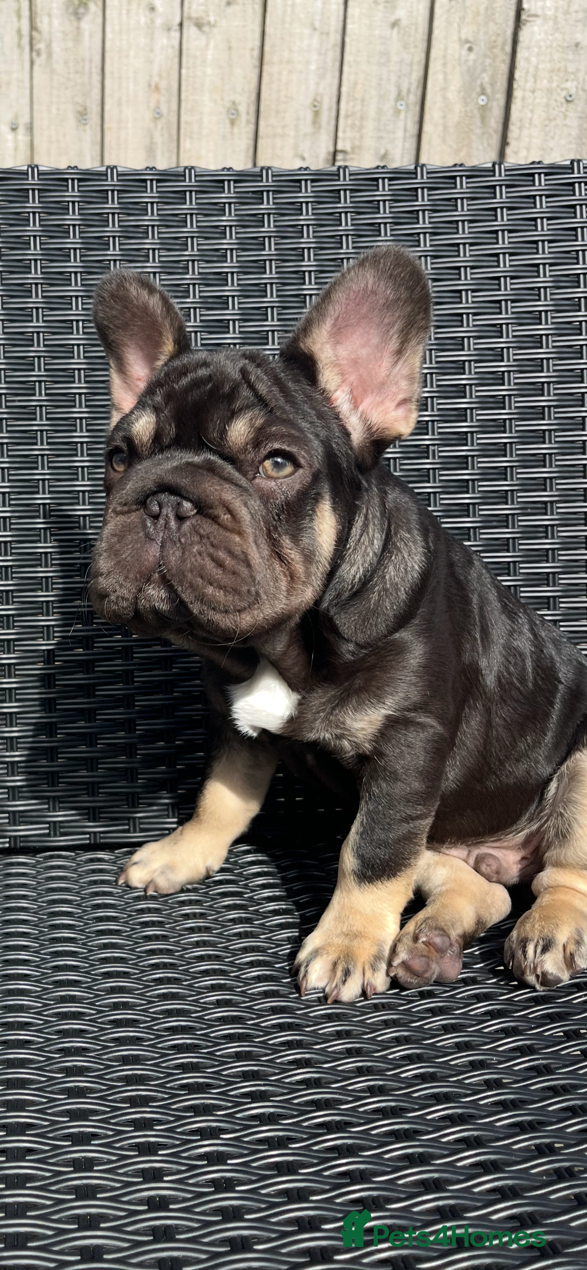 French Bulldog dogs Beautiful choc tan boy  - Advert 1