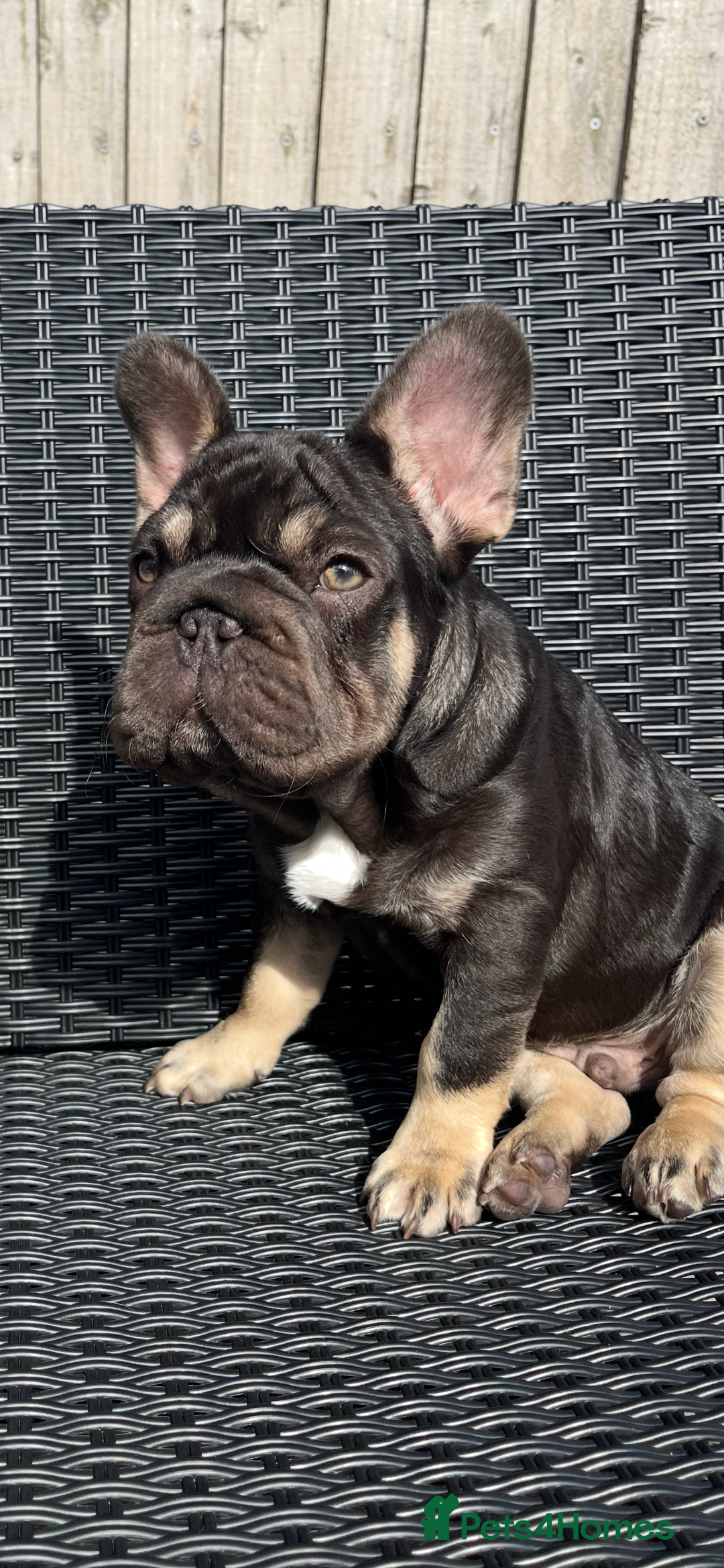French Bulldog dogs for sale: Beautiful choc tan boy  - Advert 1