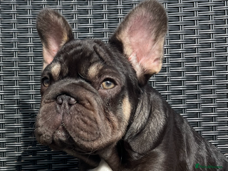 French Bulldog dogs Beautiful choc tan boy - Advert 1