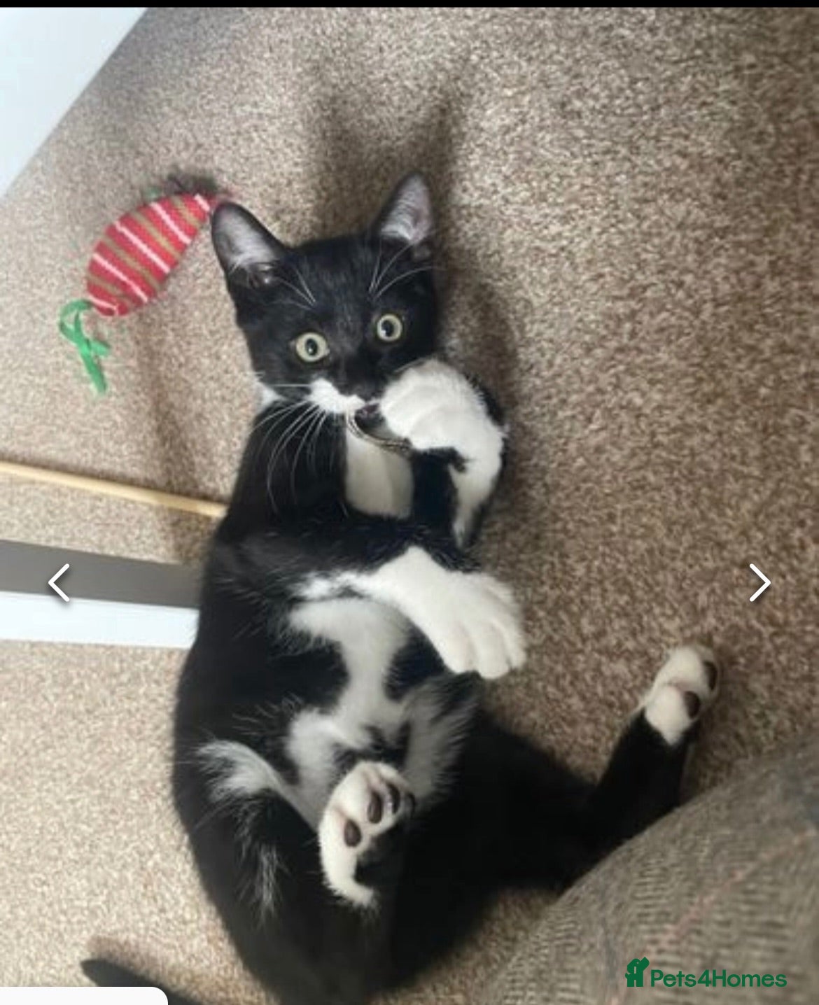 British Shorthair cats  Tuxedo Female Kitten Looking for Her Forever Home - Advert 1