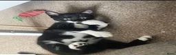 British Shorthair cats for sale:  Tuxedo Female Kitten Looking for Her Forever Home - Advert 1