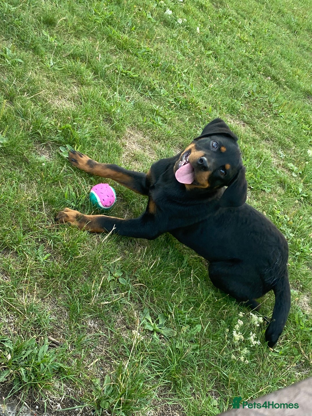 Rottweiler dogs for sale: 14 week old Rottie so beautiful  - Image 2