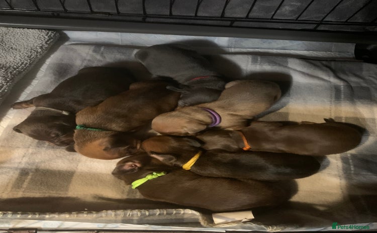 Miniature Dachshund dogs in Blackpool - Advert 4