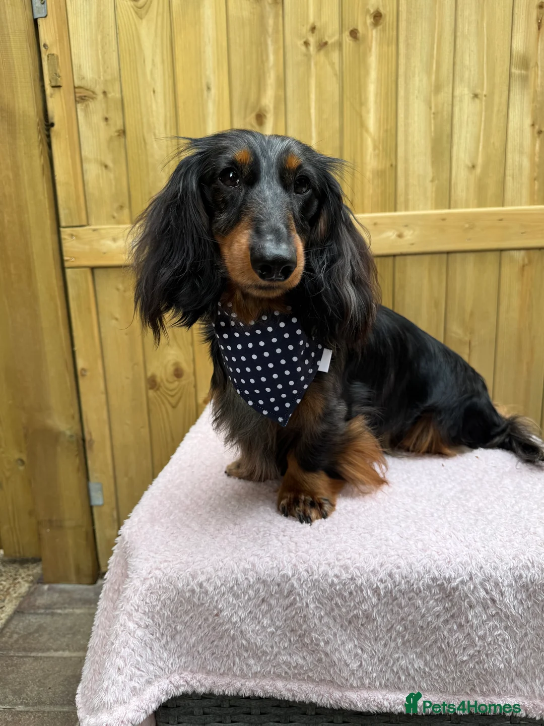 Miniature Dachshund dogs for stud: Silver dapple miniature longhaired dachshund stud in Stowmarket - Advert 2