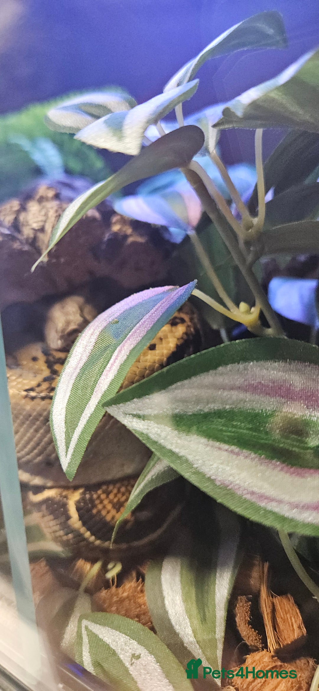 Boa Snake reptiles for sale: Nicaragua Boa Female approx 5 years old and Set Up - Image 8