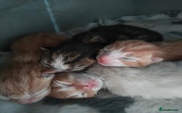 Bengal cats for sale: Adorable kittens looking for loving home. - Advert 8