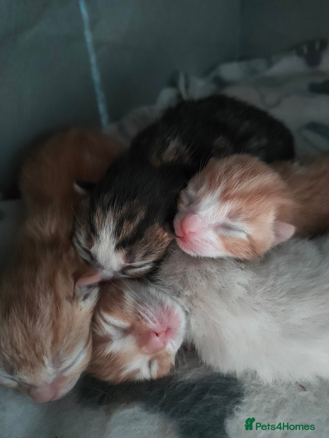 Bengal cats for sale: Adorable kittens looking for loving home. - Advert 8