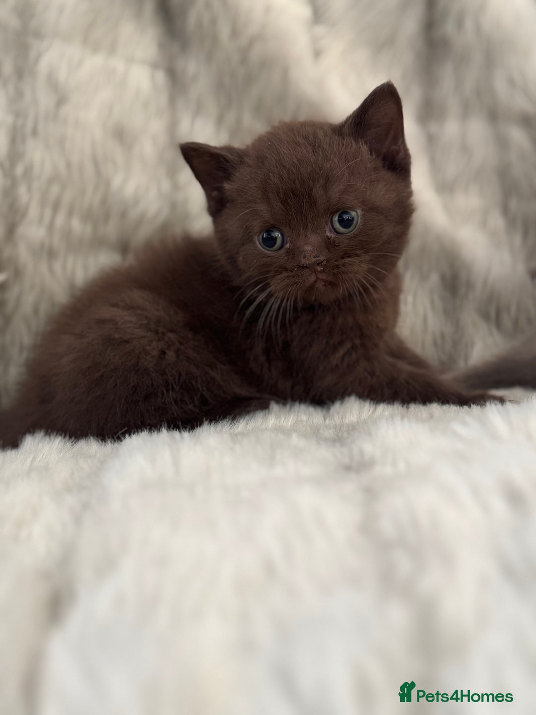 British Shorthair cats for sale: Gccf British Shorthair Kitten last girl available - Advert 18
