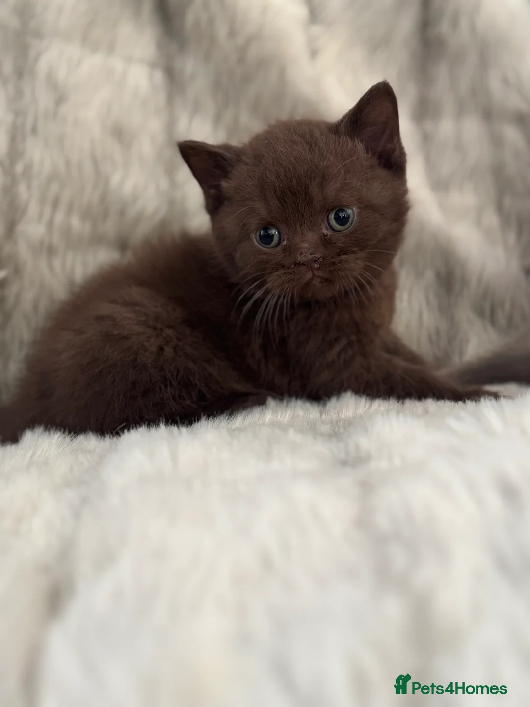 British Shorthair cats for sale: Gccf British Shorthair kitten READY NOW - Advert 19