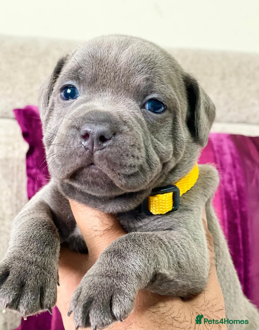 Staffordshire Bull Terrier dogs for stud: PRINCE- SOLID BLUE CHAMPION BRED in Smethwick - Advert 13