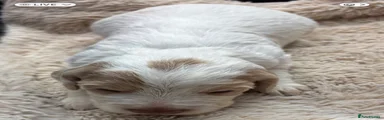 Cocker Spaniel 4