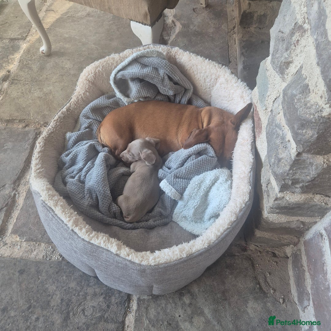 Miniature Dachshund dogs for sale: Beautiful Minature Daschund Boy - Advert 2