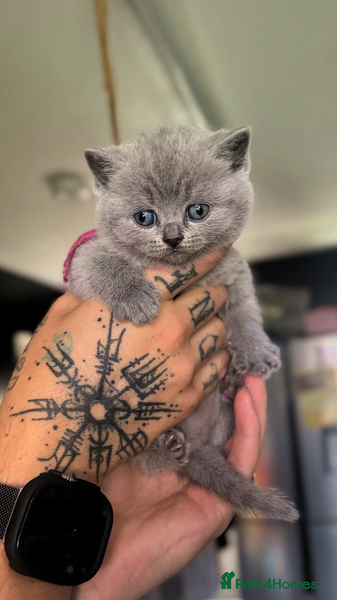British Shorthair cats 🐾 3 Beautiful British Shorthairs Left 🐾 - Advert 19