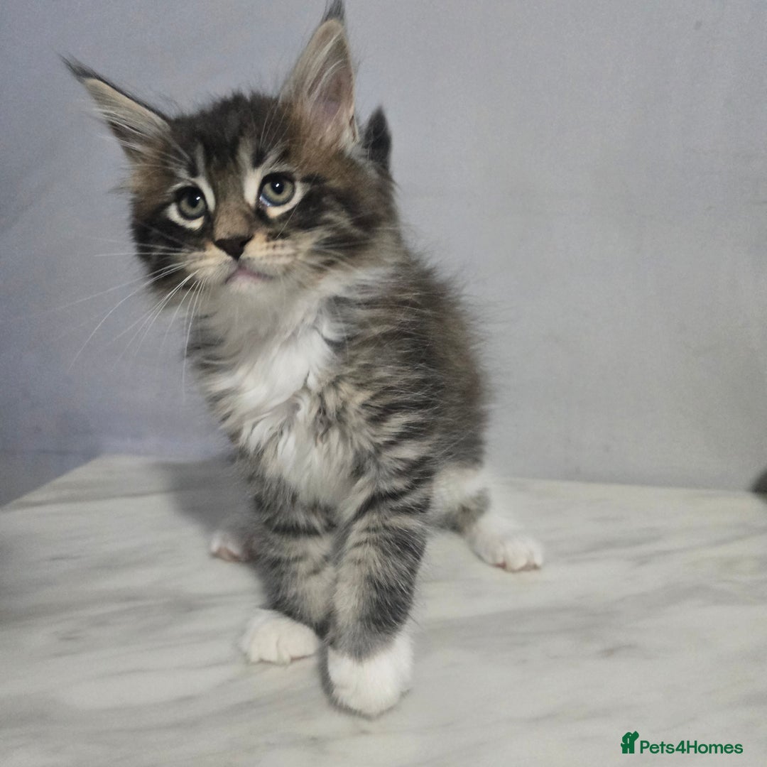 Maine Coon cats for sale: Mainecoon kittens tica registered  - Advert 12