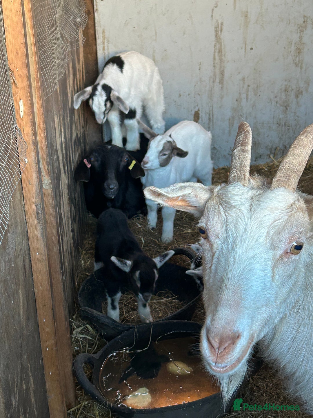 Goats livestock for sale: Pygmy X - Image 13