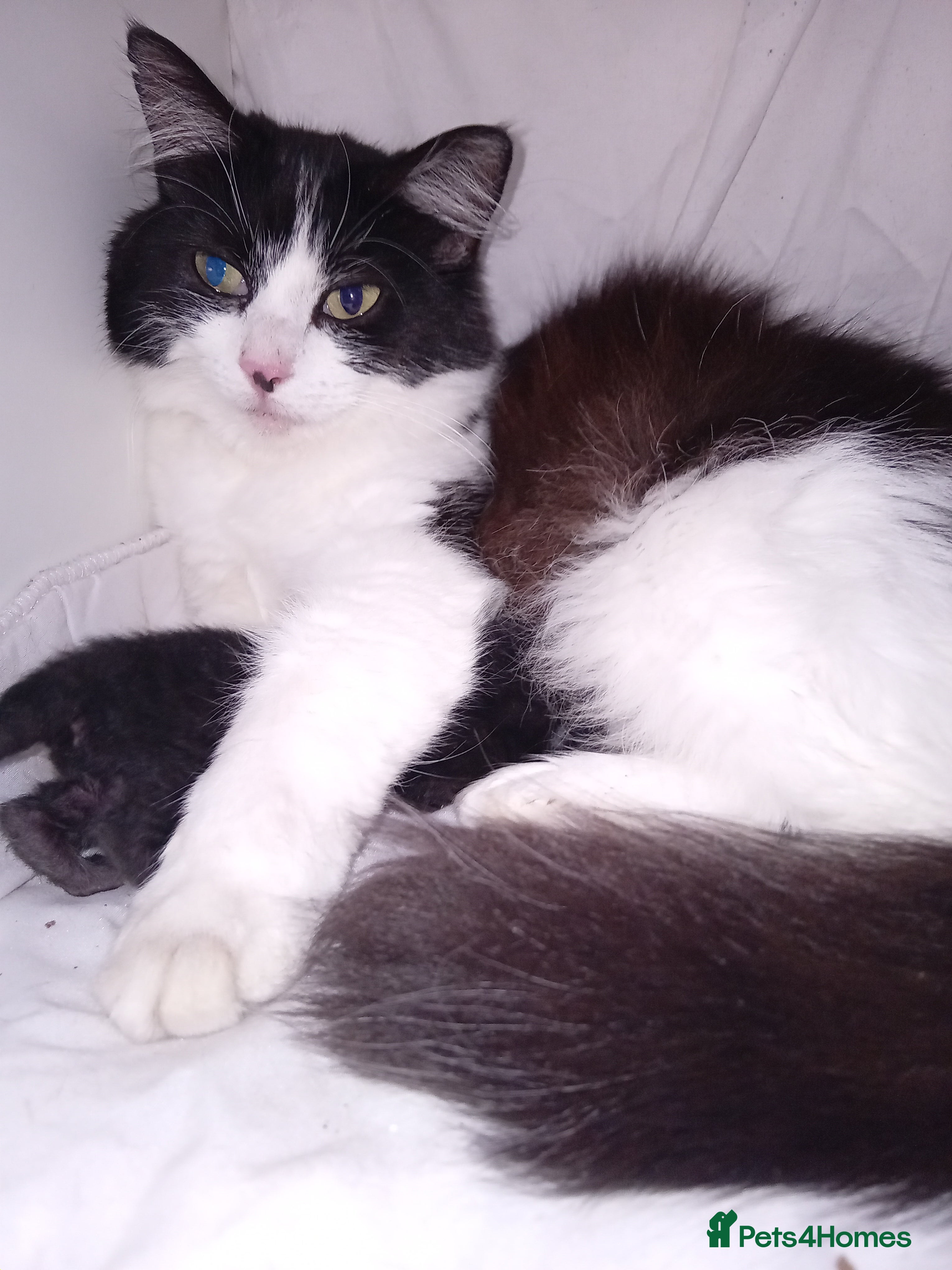 Mixed Breed cats Huffle-Fluff  - Advert 3