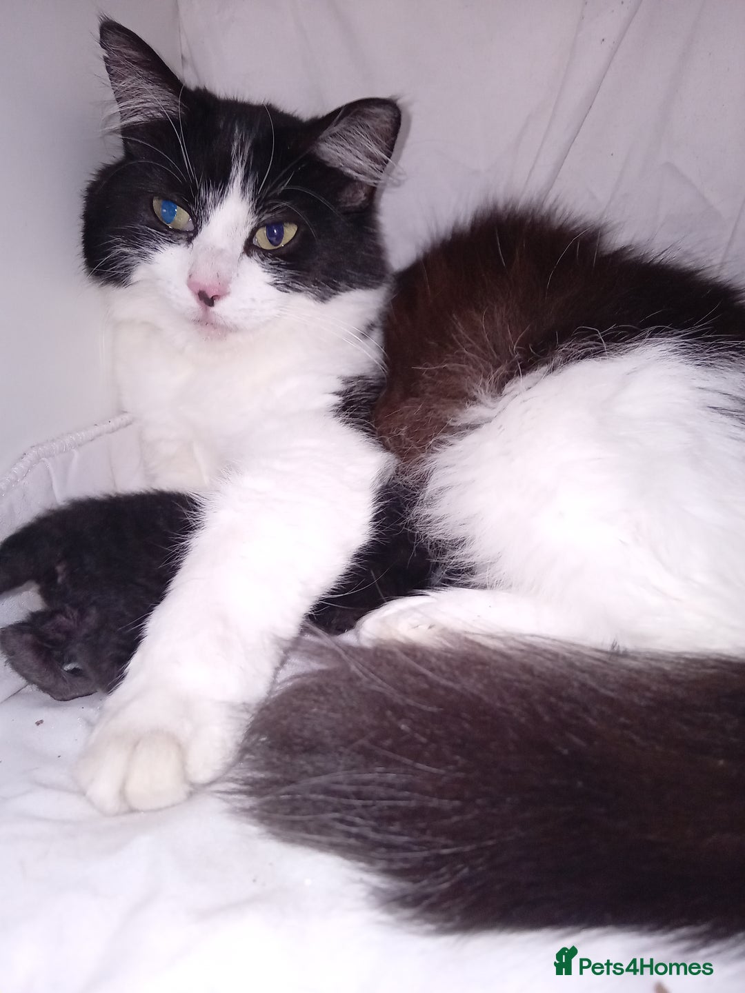 Mixed Breed cats for sale: Huffle-Fluff  - Advert 1