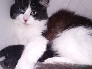 Mixed Breed cats Huffle-Fluff - Advert 3