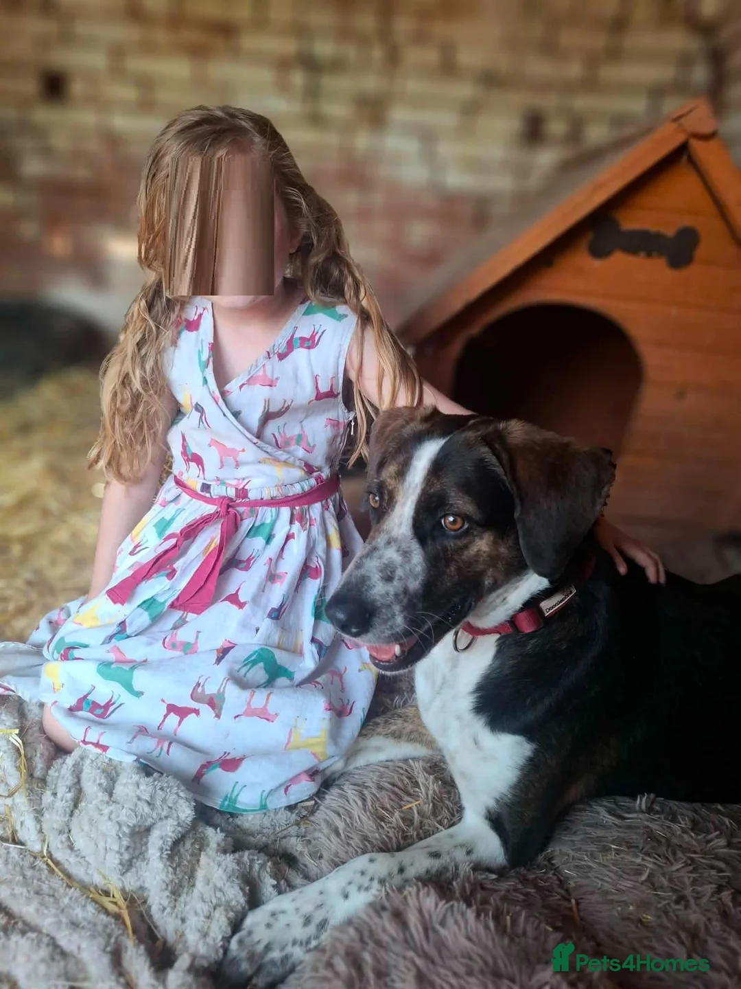 Mixed Breed dogs for adoption: WILSON - 2 years old, Hound Mix Boy in Atherstone - Advert 2