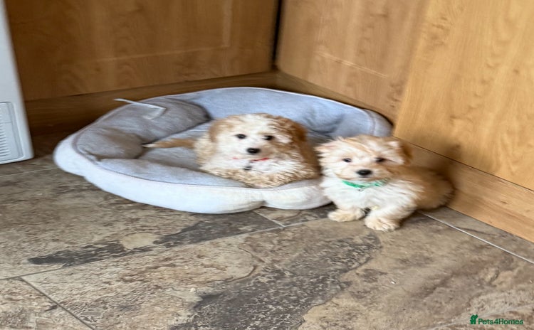 Poochon dogs - Advert 2