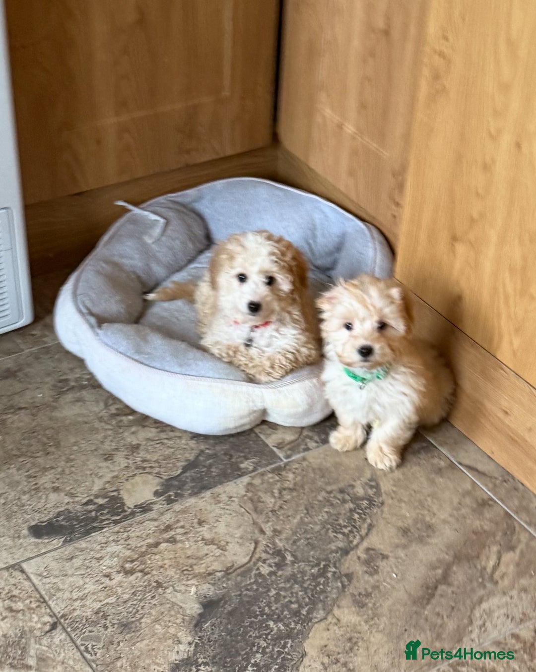 Poochon dogs for sale: Small POOCHON Puppy - Image 1