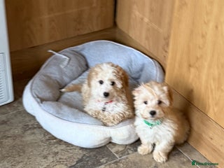 Poochon dogs - Advert 5