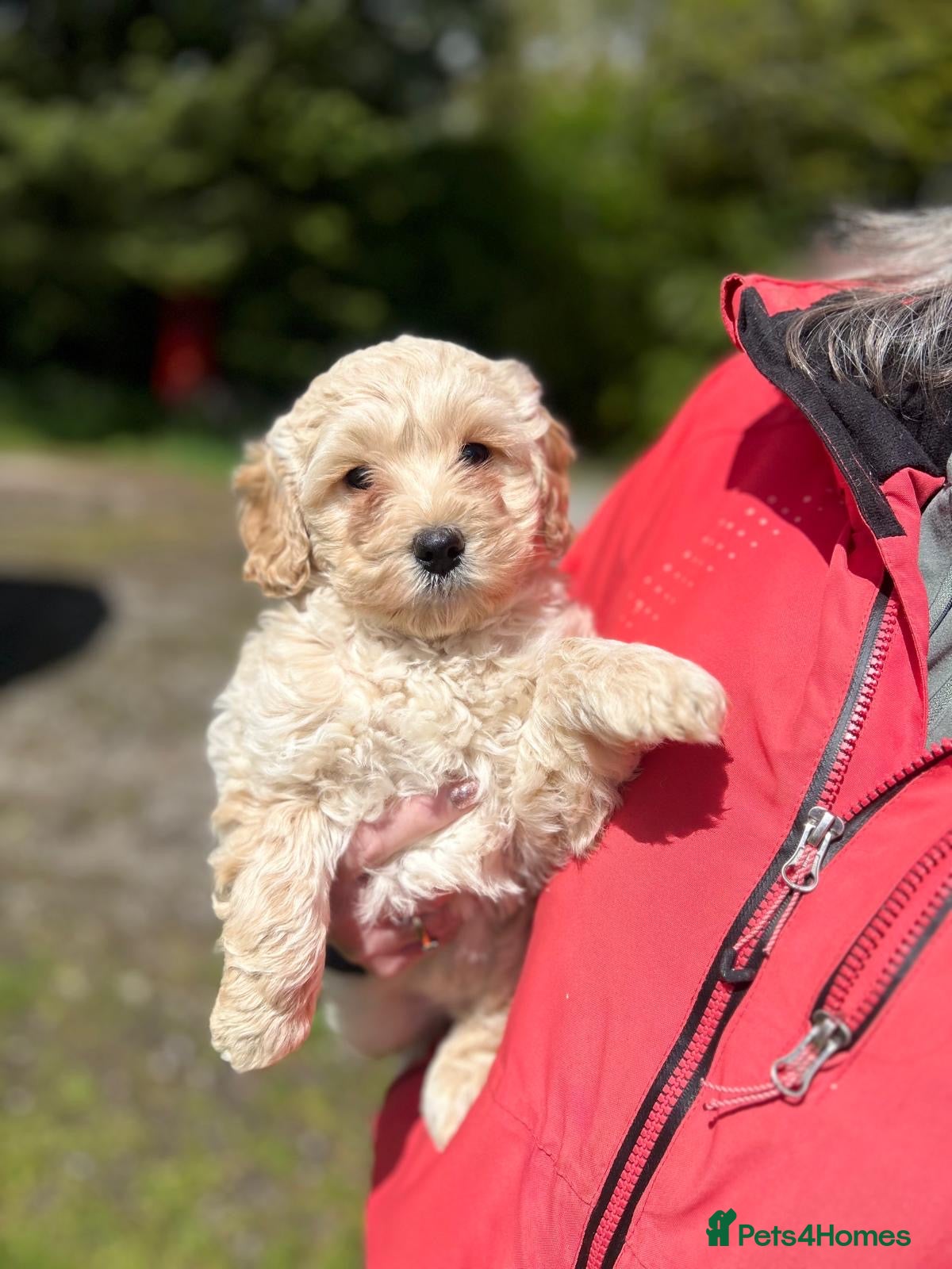 Labradoodle dogs Stunning Labradoodle Puppies - Advert 1