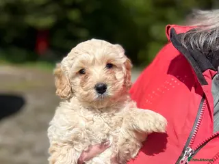 Labradoodle dogs Stunning Labradoodle Puppies - Advert 1