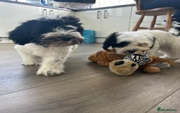 Havanese dogs for sale: Show quality litter of kc reg havanese puppies in Lincoln - Image 9