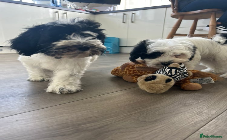 Havanese dogs in Lincoln - Advert 1
