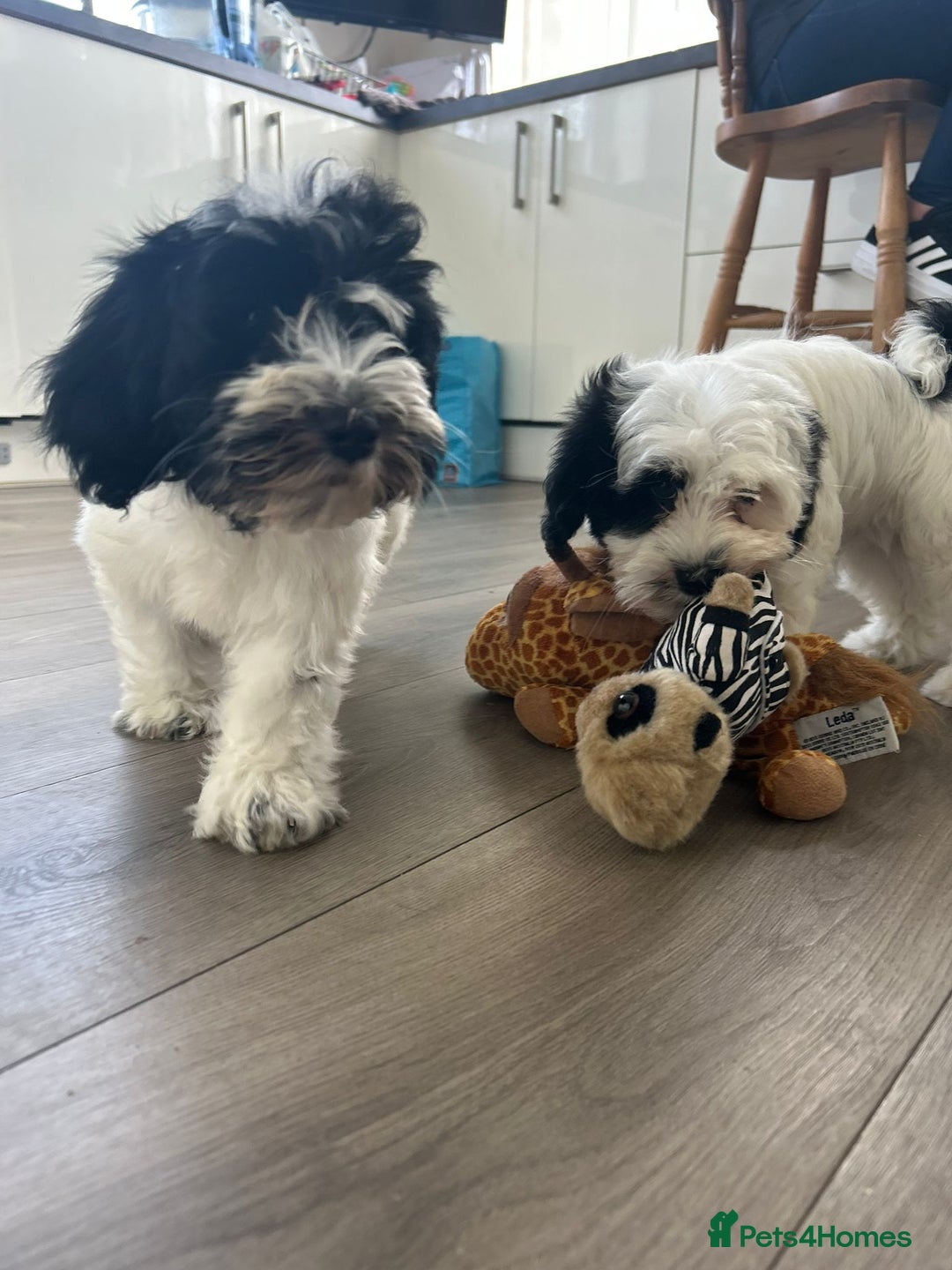 Havanese dogs for sale: Show quality litter of kc reg havanese puppies in Lincoln - Image 9