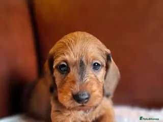Miniature Dachshund dogs Gorgeous Mini-Wire Dachsund Puppies - Advert 5