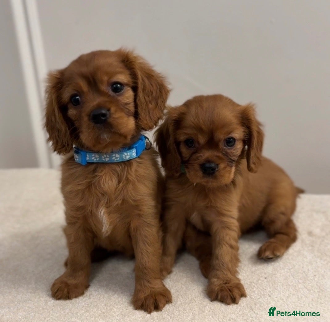 Cavalier King Charles Spaniel dogs for sale: KC Registered Cavalier King Charles Spaniel Puppys - Advert 2