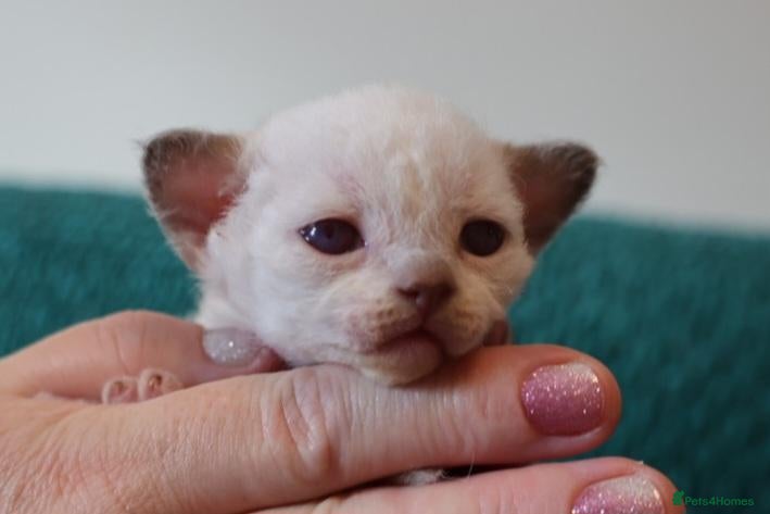 Devon Rex cats Devon rex kittens FIFE registered/spayed - Advert 1