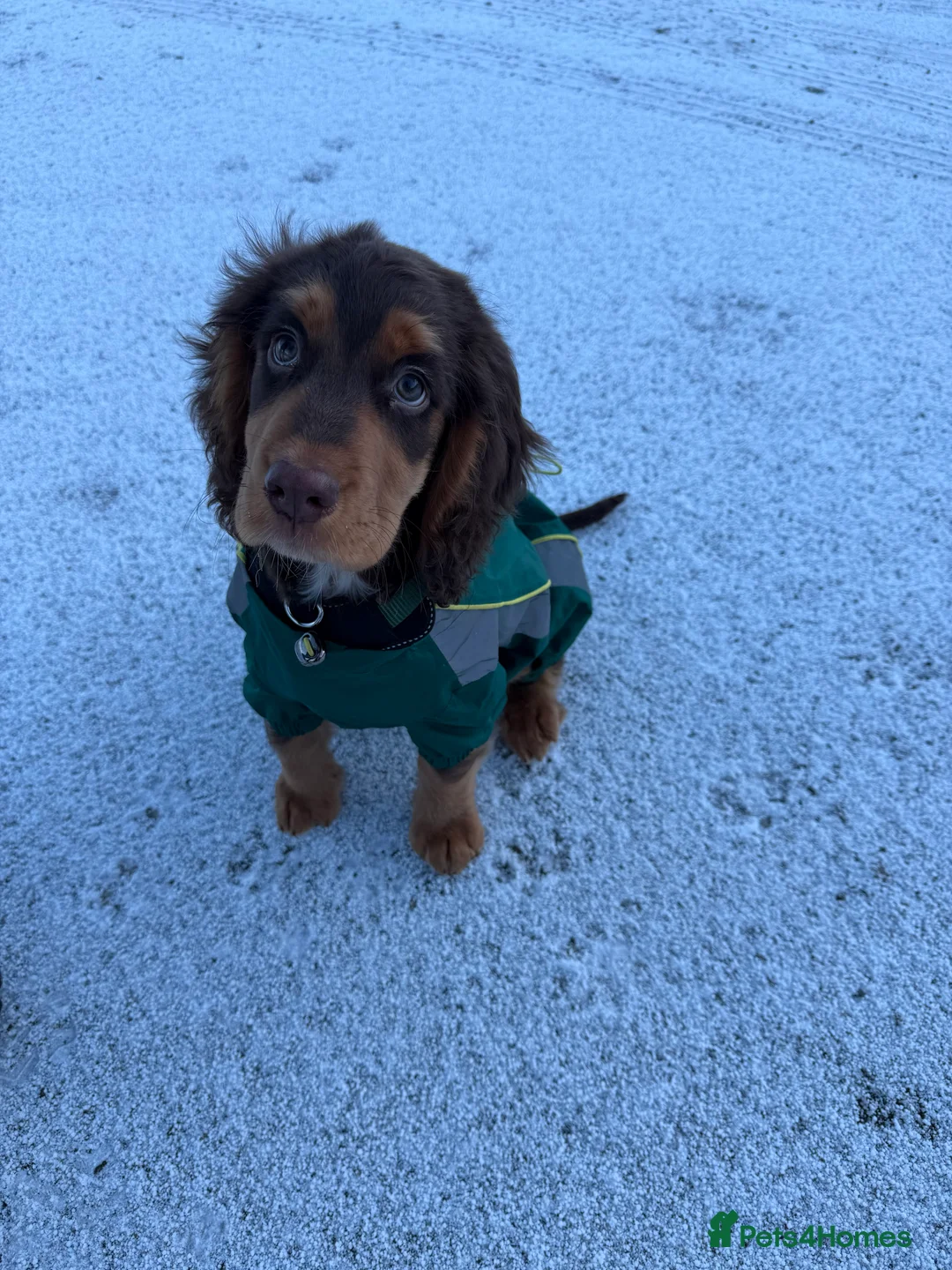 Cocker Spaniel dogs for sale: Cocker Spaniel Puppy - Rolo  - Advert 7