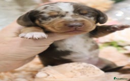 Miniature Dachshund dogs for sale: KC Miniature Dachshund Puppies - Image 15