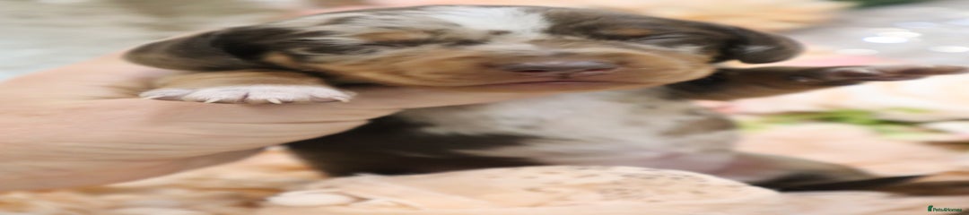 CHOCOLATE DAPPLE GIRL