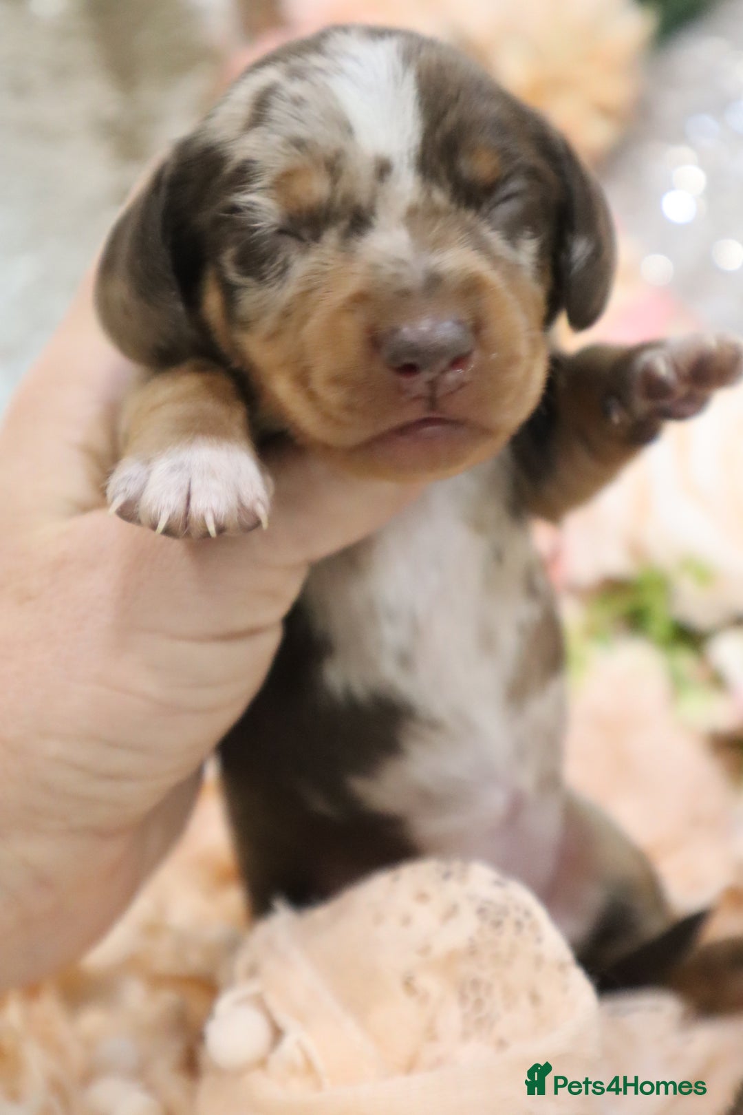 Miniature Dachshund dogs for sale: KC Miniature Dachshund Puppies - Image 15