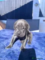 Cane Corso Puppy 6