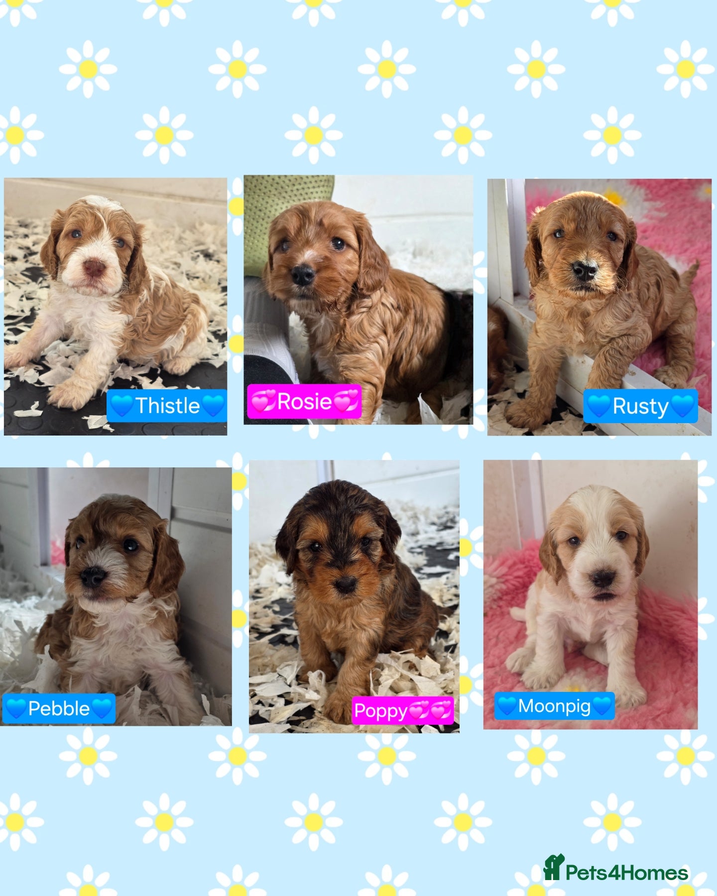 Cockapoo dogs Health Tested F2 Cockapoo Puppies  - Advert 1