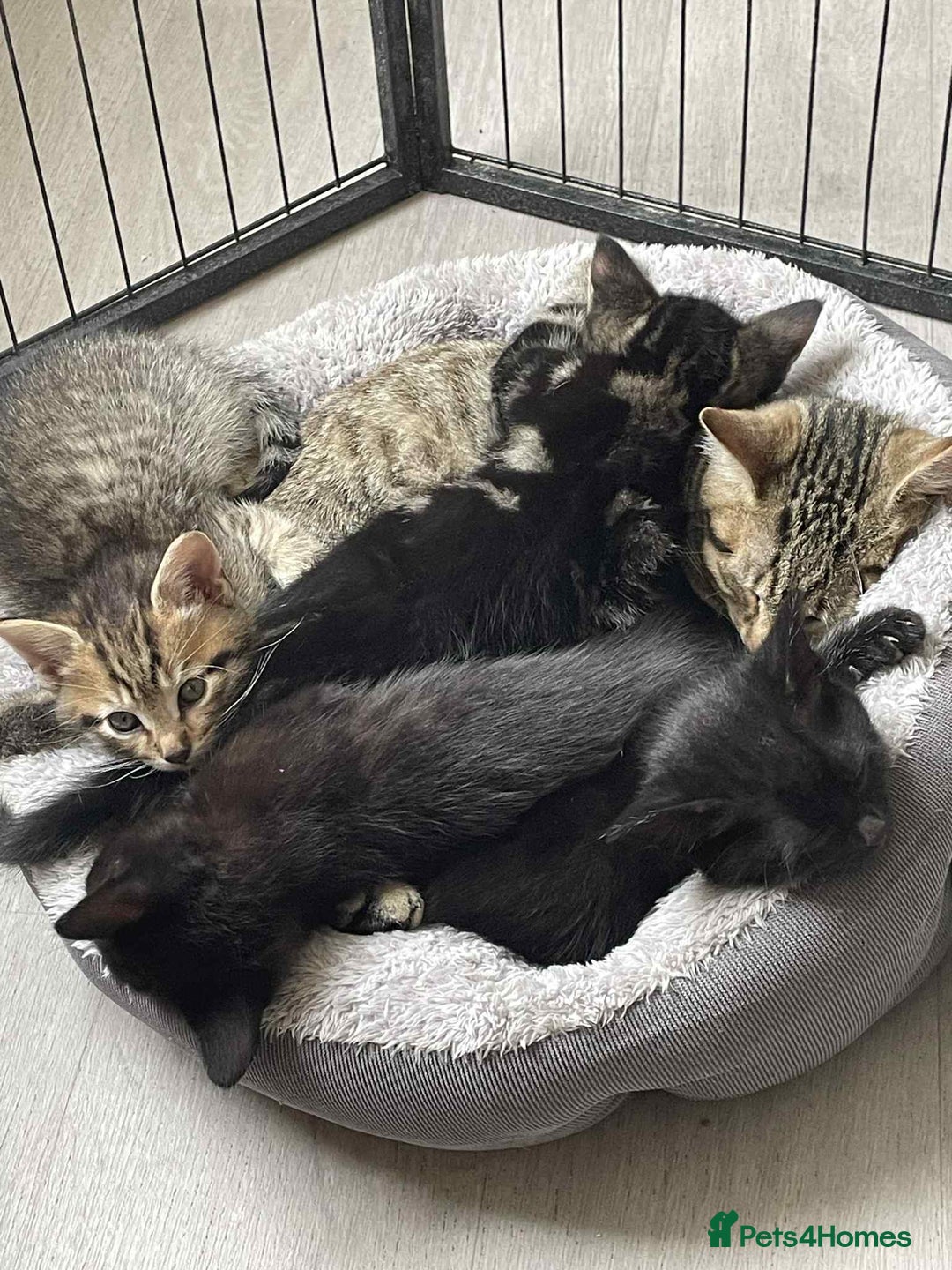 Mixed Breed cats for sale: 5 super cute kittens  - Image 15