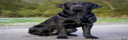 Labrador Retriever dogs for sale: Black Labrador Puppies  - Advert 7